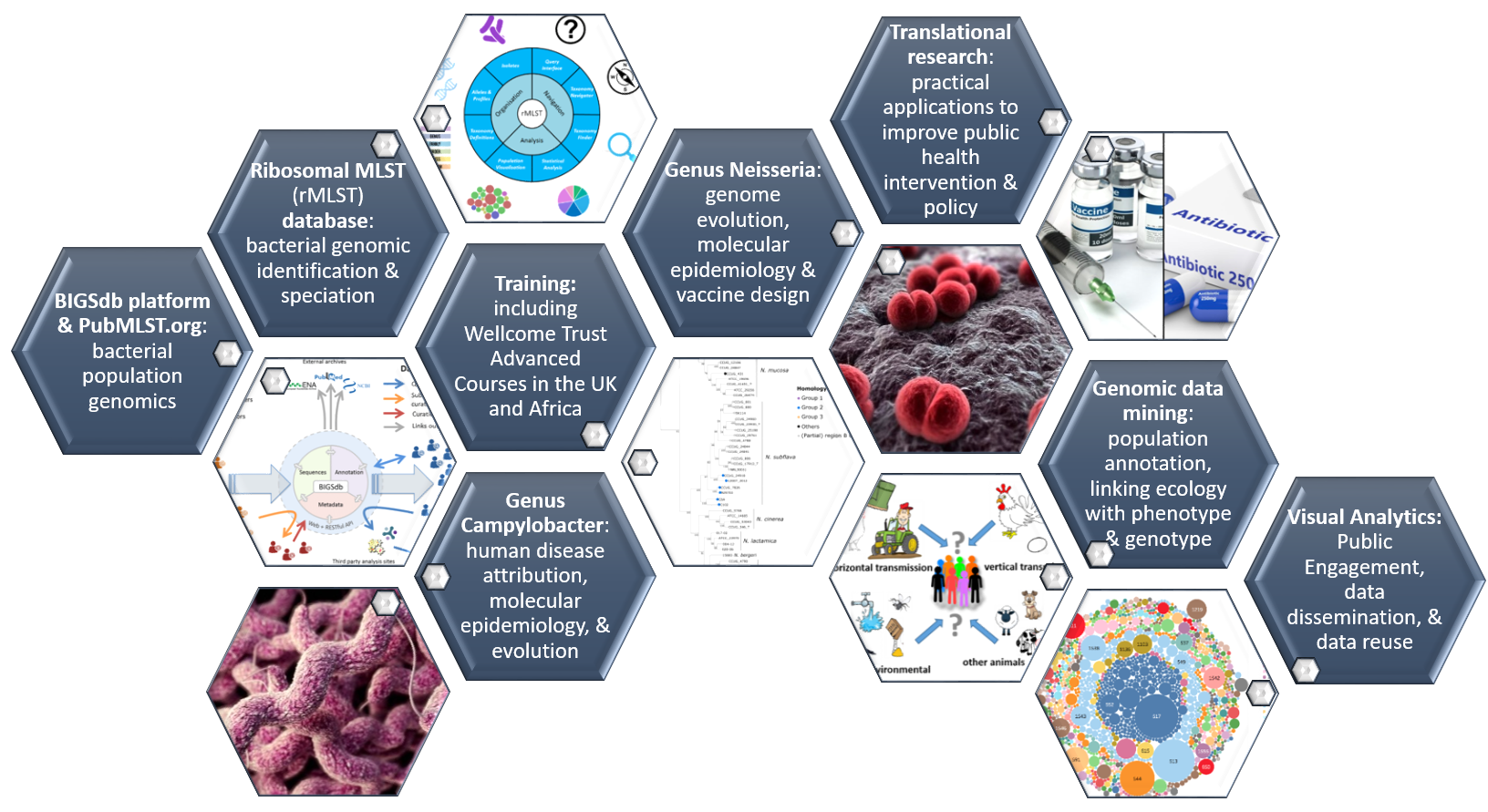 Infographic describing the activities of the Maiden lab