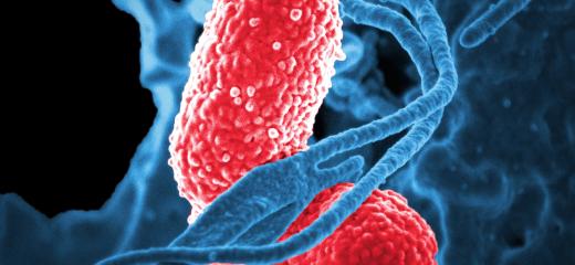 Electron microscopic image of two Klebsiella bacteria.