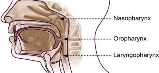 Anatomie des voies respiratoires supérieures