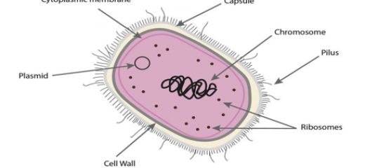 Cellule bactérienne avec une capsule