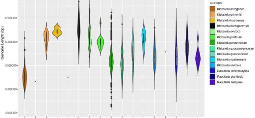 Violin plot of Klebsiella genome size