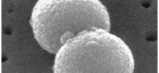 History and Biology of Streptococcus pneumoniae | maidenlab