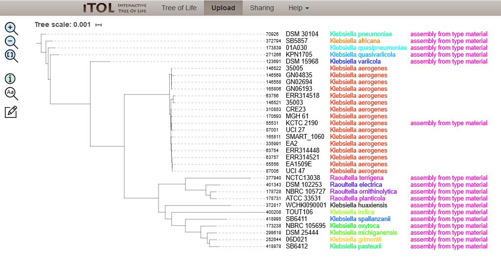 Phylogenetic tree of 17 Klebsiella/Raoultella type strain isolates and 15 additional Klebsiella aerogenes isolates. The neighbour joining tree was calculated from the concatenated alleles of 51 rMLST loci and visualised using the Interactive Tree of Life (iTOL) website.