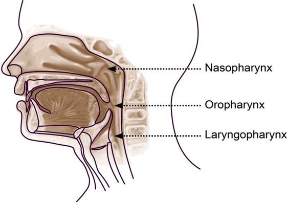 Anatomie des voies respiratoires supérieures