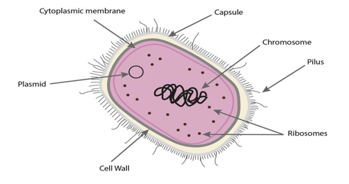 Cellule bactérienne avec une capsule