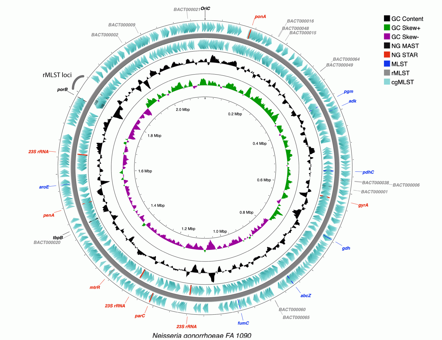circular diagram of gonococcus chromosome