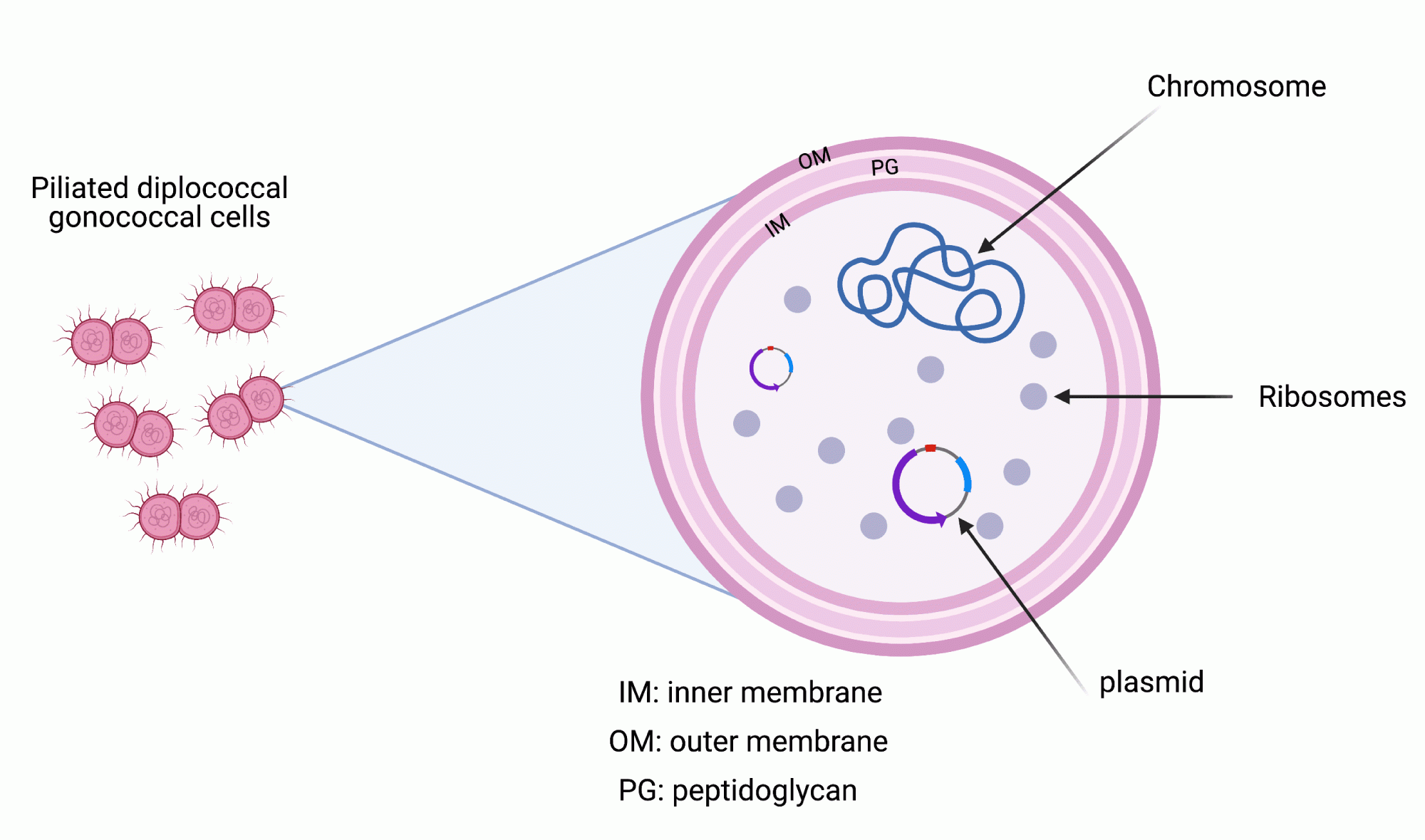 cell diagram