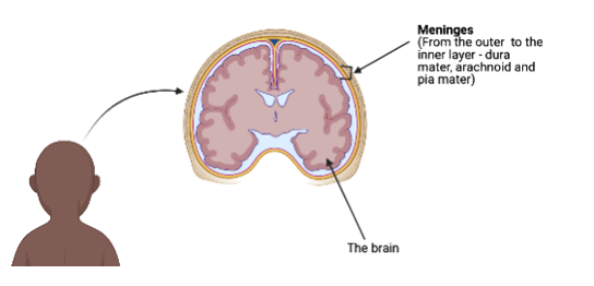 Image of the head showing the brain and meninges