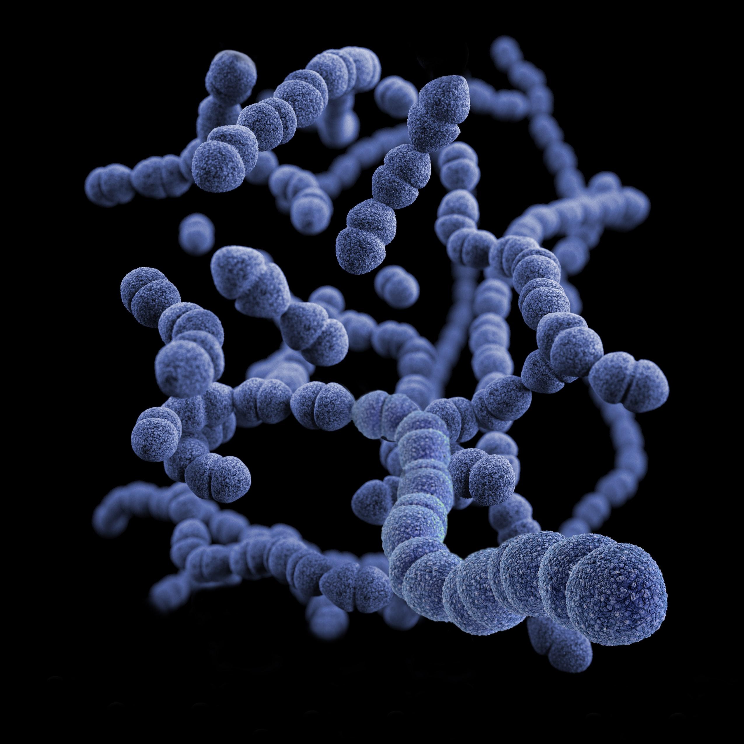 diplococcus pneumoniae