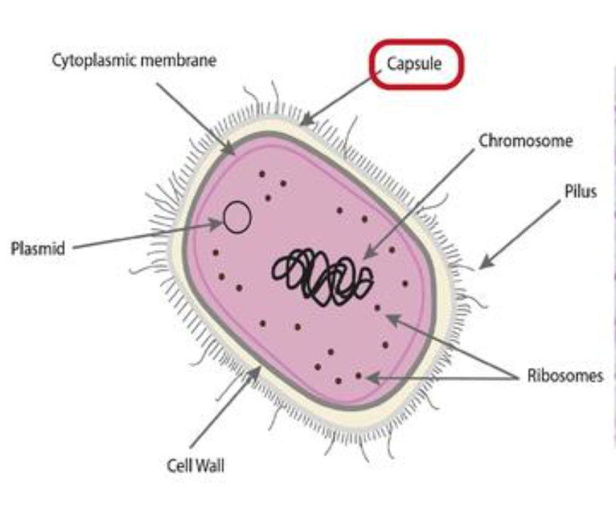 Capsules Protect Bacteria Against Immune Cells Generally Referred To As Vaccination | maidenlab