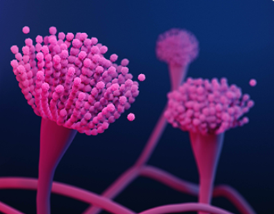 Illustration of azole-resistant Aspergillus fumigatus