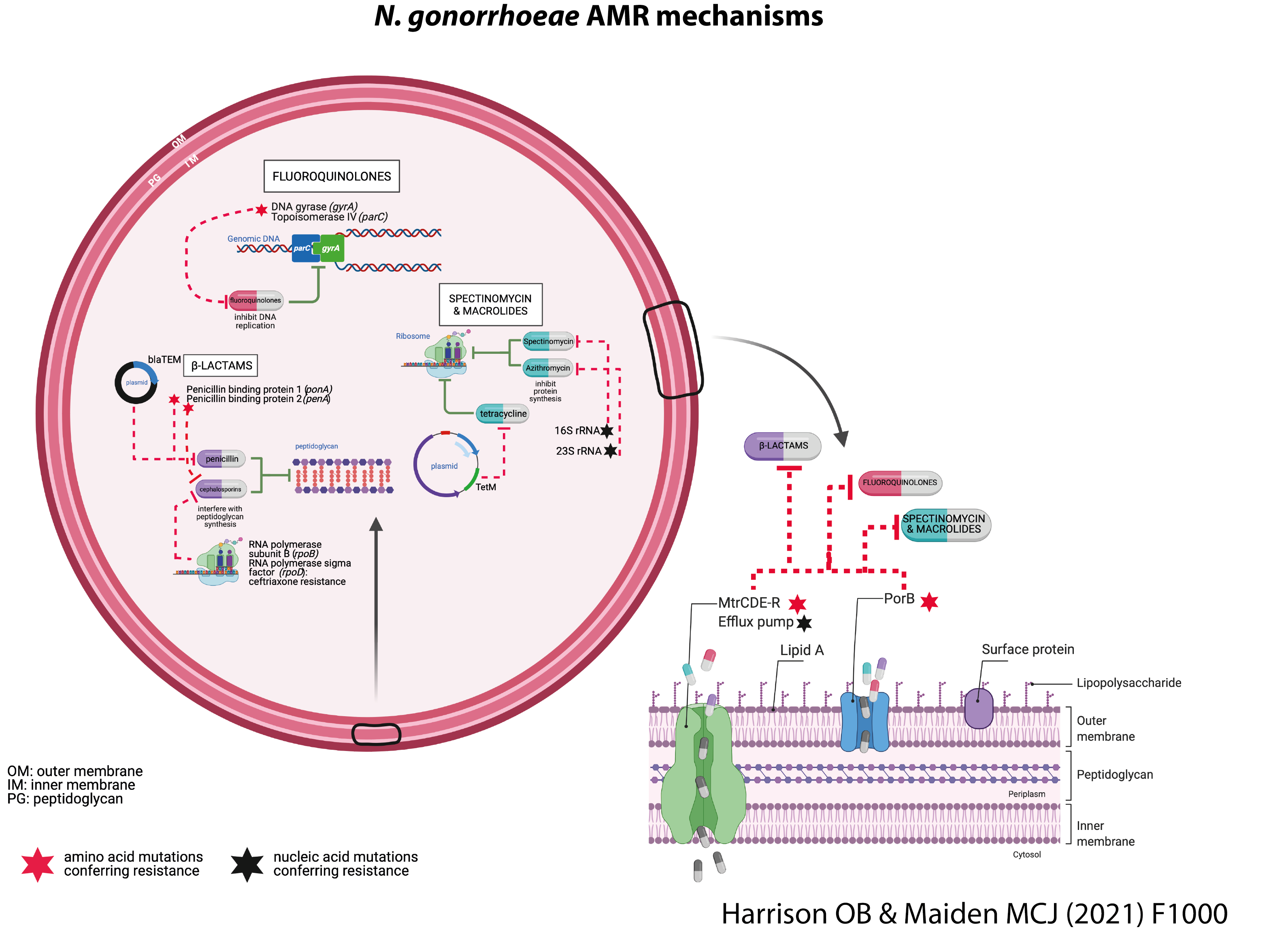 Gonococcal cell with AMR mechanisms depicted